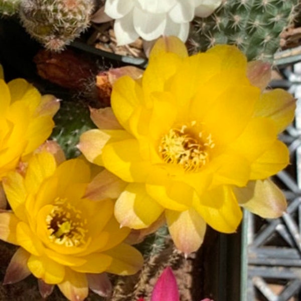 Echinopsis chamaecereus (Peanut Cactus) Cutting Pack - WestField Alba, Yellow Bird, Rose Quartz, Orange Blooms