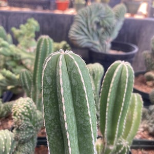 Mexican Fence Post - Stenocereus (Pachycereus) marginata Cactus Seeds