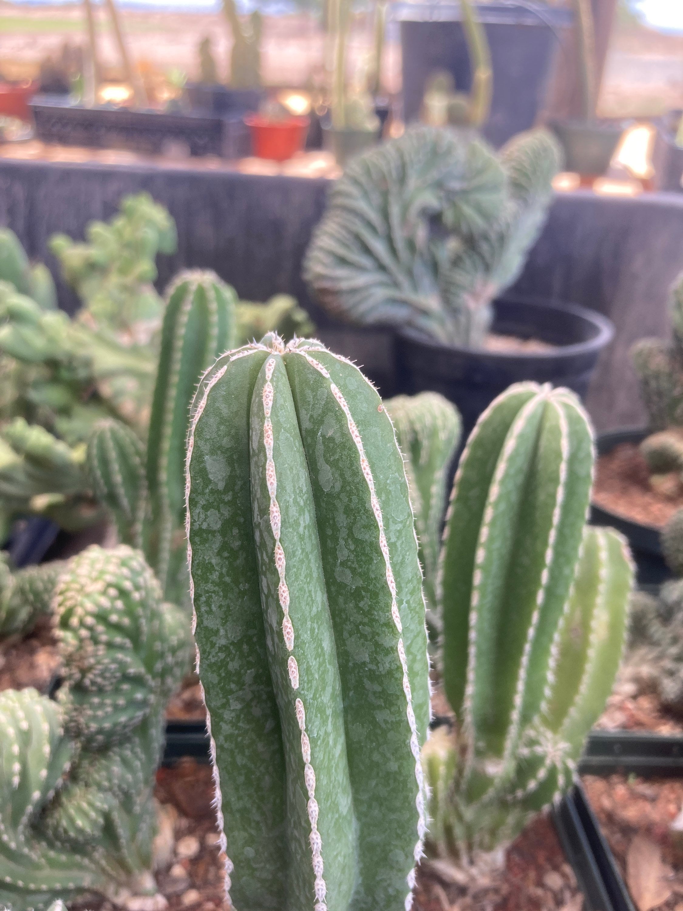 San pedro cactus plant - Etsy 日本