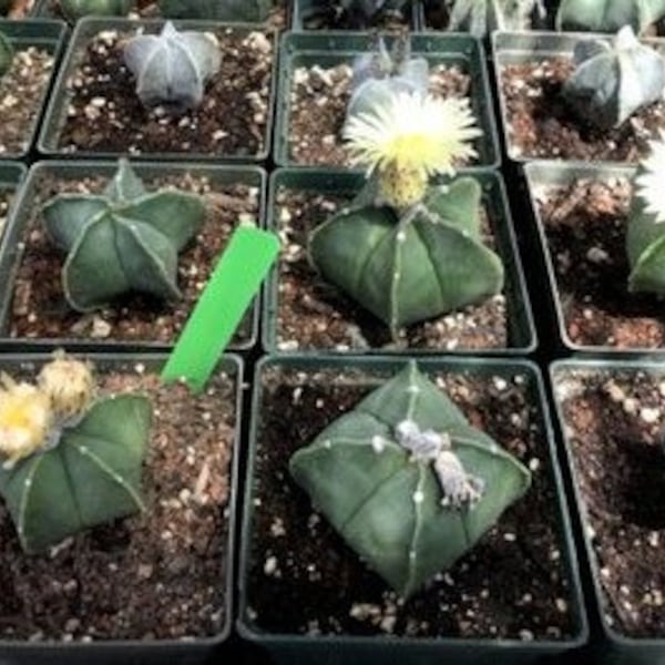 Astrophytum myriostigma seedlings nudum