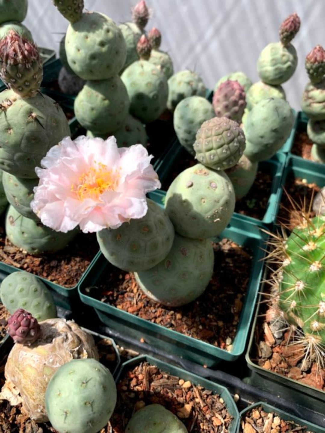 Tephrocactus geometricus Kaktussamen - Etsy sterreich