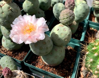 Tephrocactus geometricus Cactus Seeds