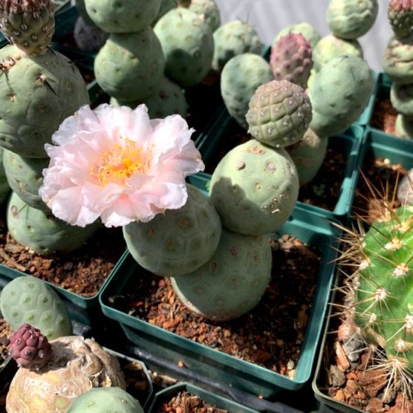 Tephrocactus geometricus Cactus Seeds