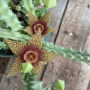 Stapelia Multi Cutting Pack 6 Different Species image 5