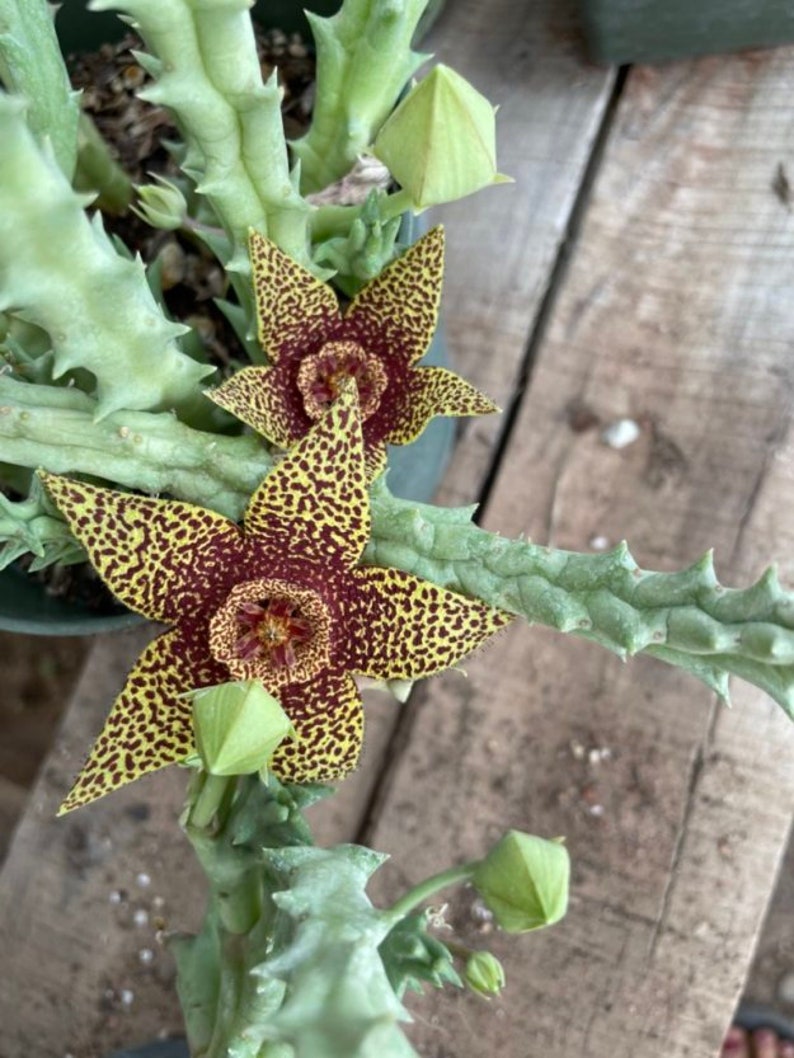 CactusArchive Stapelia Cutting