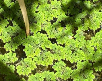 LIVE Azolla / Fairy Moss / Mosquito Fern — Desert-Grown, Sun-Stressed Red & Green Floating Aquatic Plant for Ponds and Aquariums