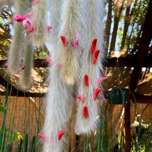 Hildewintera colademononis Monkey Tail Cactus Seeds Super Furry Hybrid Fresh November 2023 Seeds California Desert Grown image 1