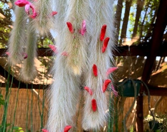 Hildewintera colademononis - Monkey Tail Cactus Seeds - Super Furry Hybrid - Fresh Seeds - California Desert Grown