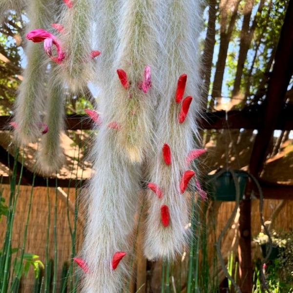 Hildewintera colademononis - Monkey Tail Cactus Seeds - Super Furry Hybrid - Fresh November 2023 Seeds - California Desert Grown