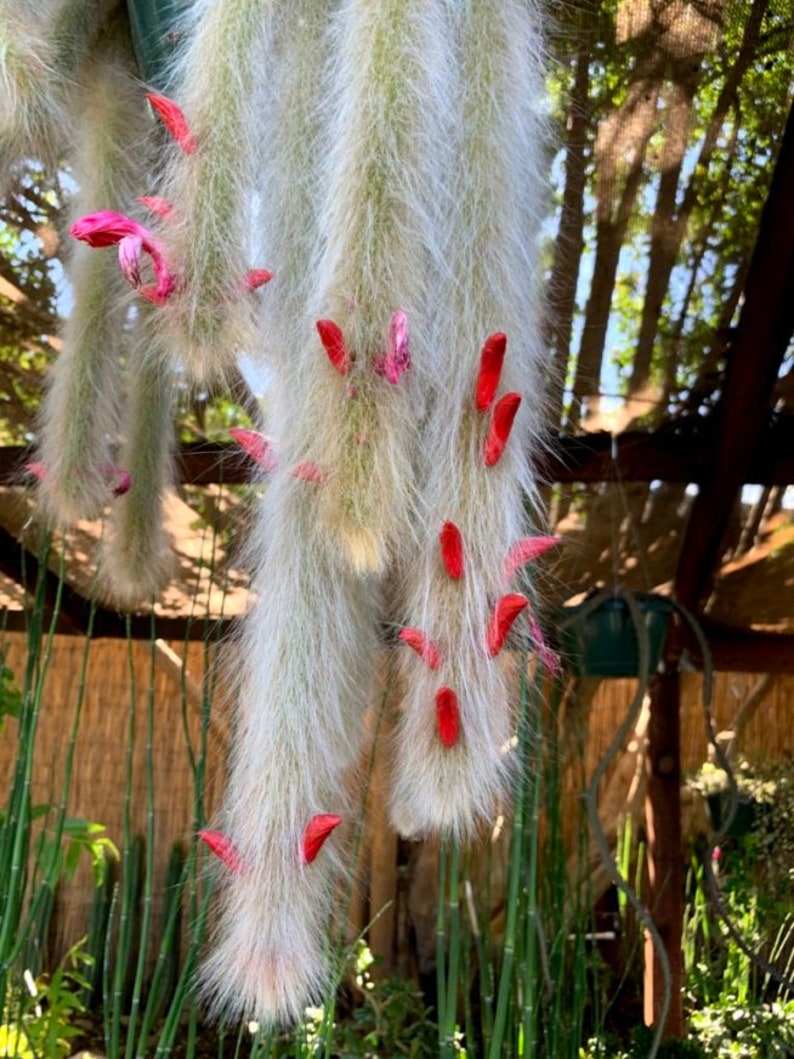 Hildewintera colademononis Monkey Tail Cactus Seeds Super Furry Hybrid Fresh November 2023 Seeds California Desert Grown image 1