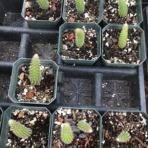 Hildewintera colademononis Monkey Tail Cactus Seeds Grown in California image 3