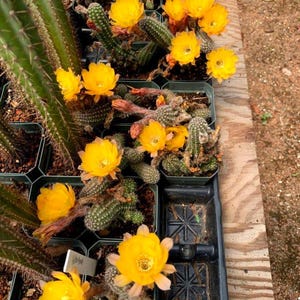 Yellow Bloom Peanut Cactus - Echinopsis chamaecereus