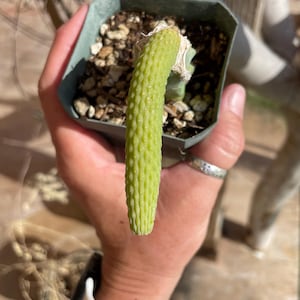 Monkey Tail cactus Hildewintera Colademononis inermis grafted