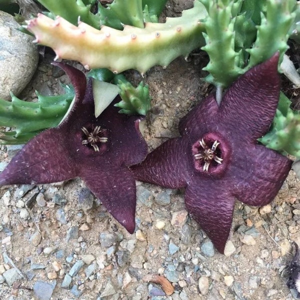 starfish pale vanilla