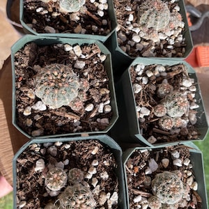 Gymnocalycium bruchii