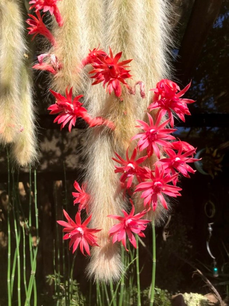 Hildewintera colademononis Monkey Tail Cactus Seeds Super Furry Hybrid Fresh November 2023 Seeds California Desert Grown image 2