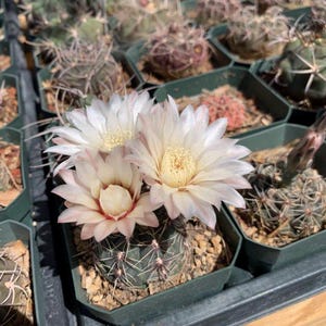 Gymnocalycium altagraciense Cactus Seeds