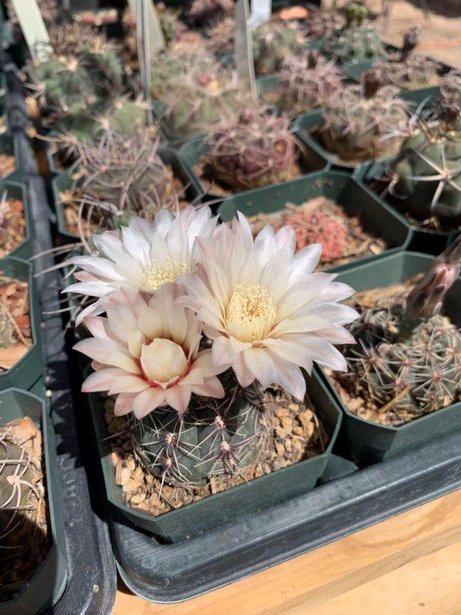 Gymnocalycium Altagraciense Cactus Seeds - Etsy Finland