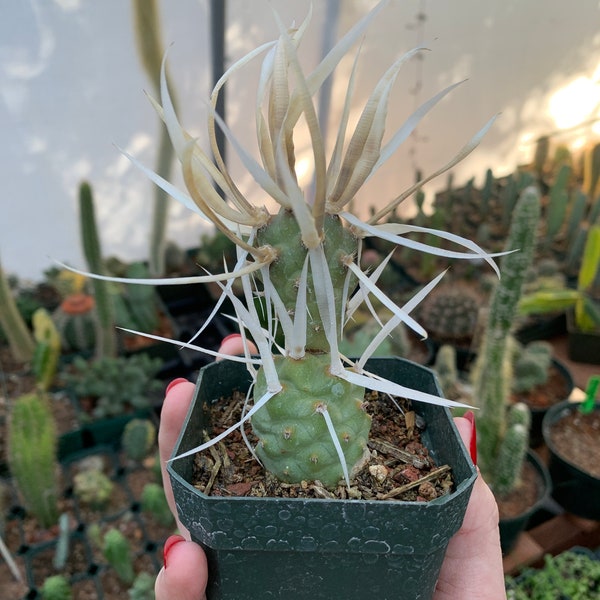 Tephrocactus articulatus ‘paper spine cactus’ paper spine