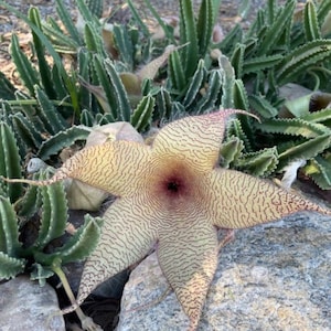 Stapelia Multi Cutting Pack 6 Different Species image 6
