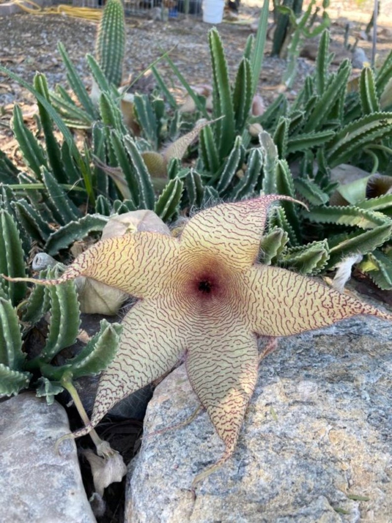 CactusArchive Stapelia Cutting - Thumbnail 4