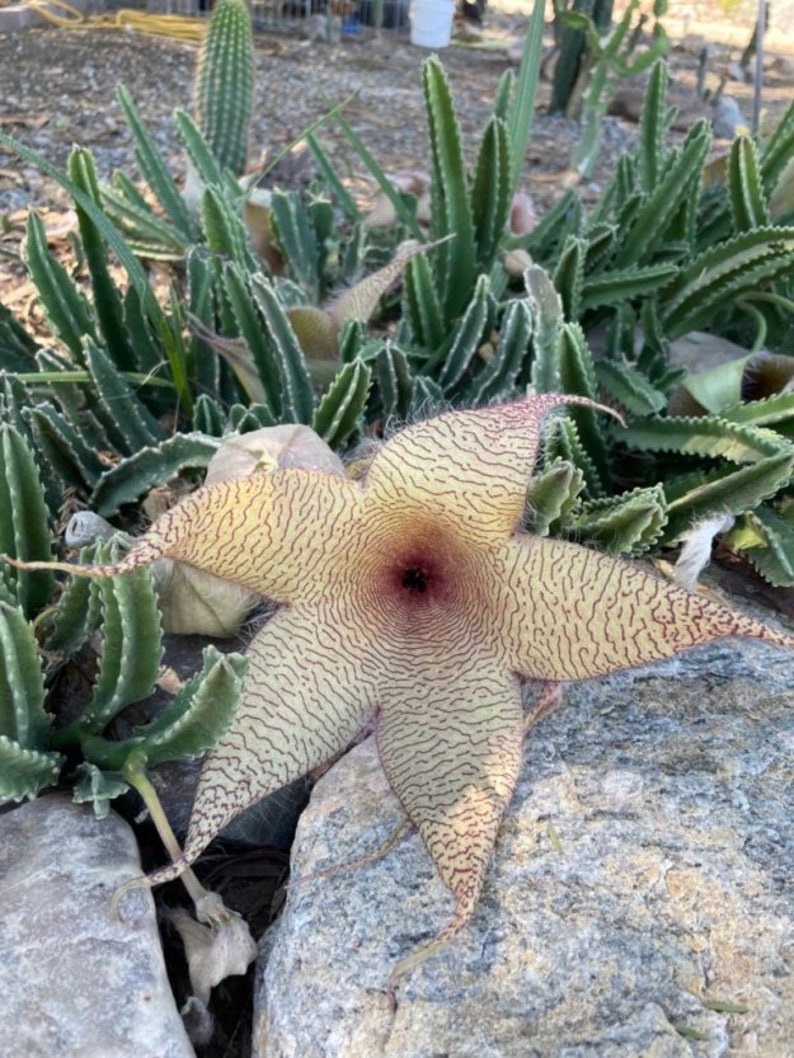 Stapelia Multi Cutting Pack 6 Different Species image 6