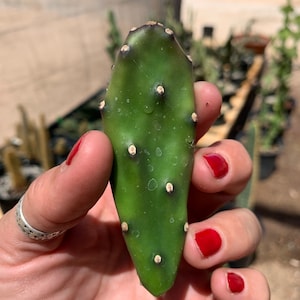 Opuntia quimilo