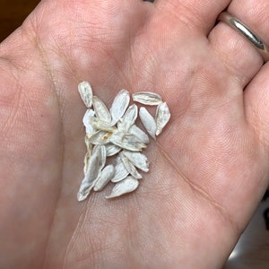 Ocotillo Fouquieria splendens Seeds