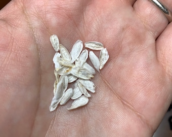 Ocotillo Fouquieria splendens Seeds