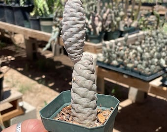 Tephrocactus articulatus var. diadematus  Pine Cone Cactus