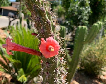 Stenocereus alamosensis - Octopus cactus seeds