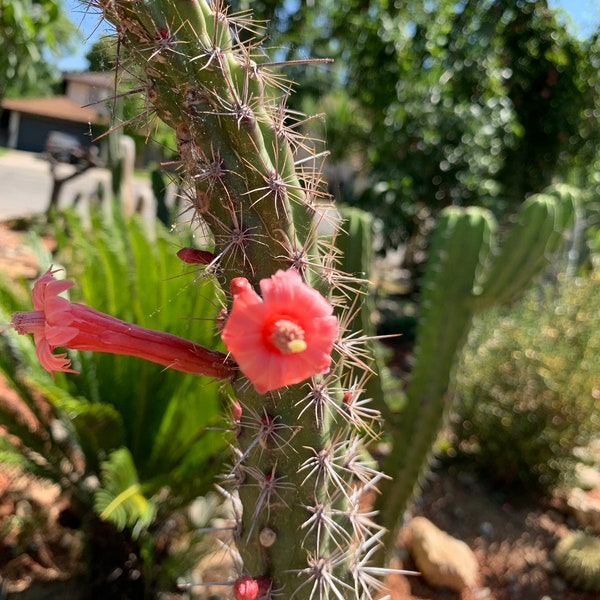 Stenocereus alamosensis - Octopus cactus seeds