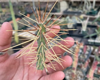 Cylindropuntia hystrix - Critically Endangered - Slow Grower