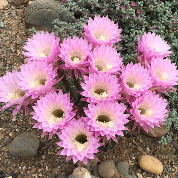 Graines de cactus Echinopsis oxygona