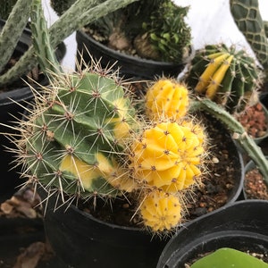 Echinopsis oxygona variegated variegata Cactus Succulent Seeds