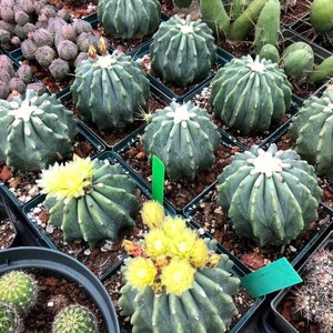 Semillas de cactus Ferocactus glaucescens inermis