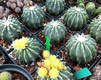 Ferocactus glaucescens inermis Cactus Seeds