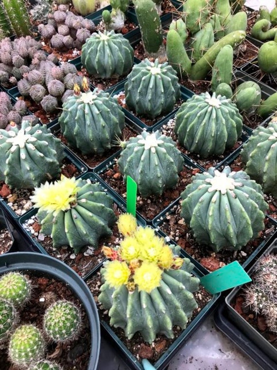 Ferocactus glaucescens inermis Kaktus Samen - Etsy Schweiz
