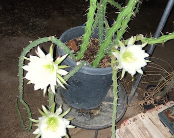 May include: A cactus plant with white flowers in a black pot. The cactus is growing on a small black metal stool. The cactus is in a dark brown dirt.