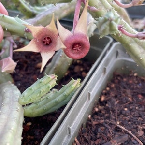 Stapelia Multi Cutting Pack 6 Different Species image 7