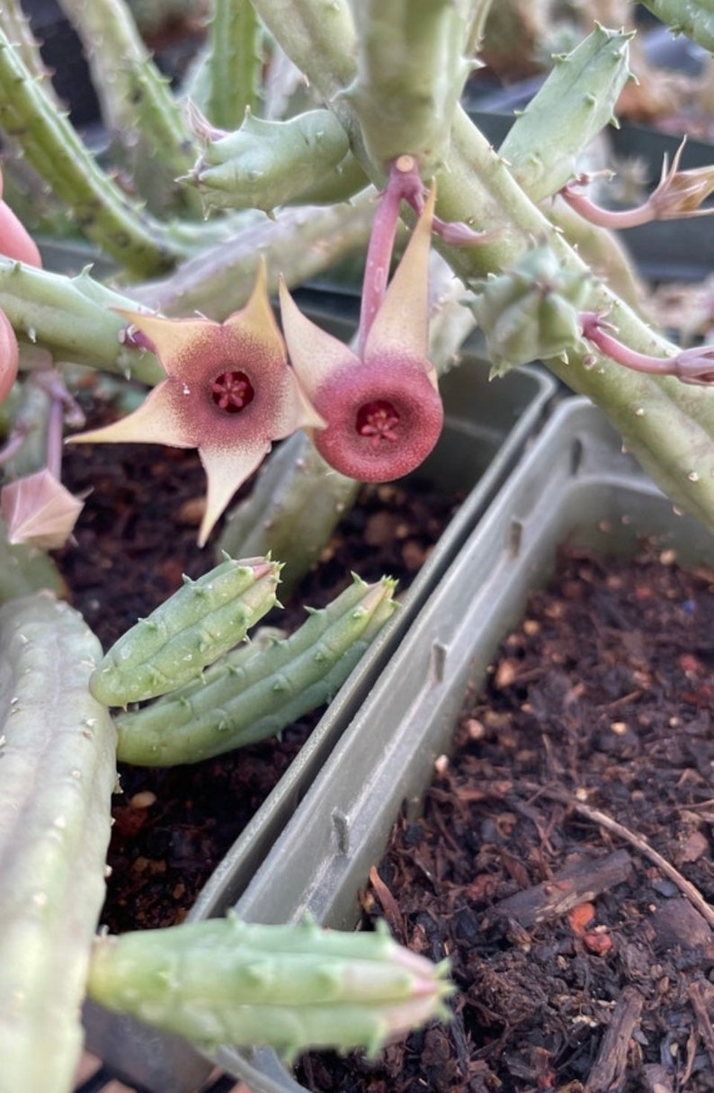 Stapelia Multi Cutting Pack 6 Different Species image 7