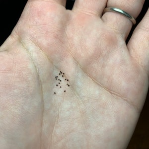 Gymnocalycium curvispinum Cactus Seeds
