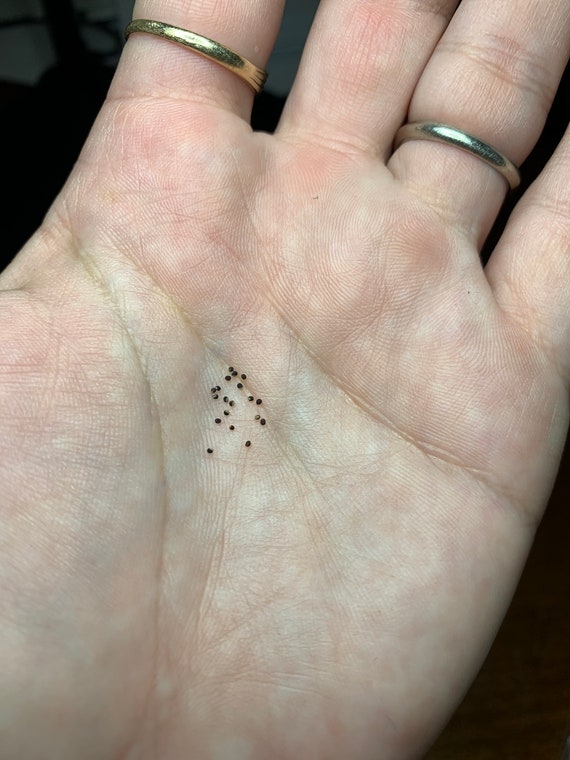 Gymnocalycium Curvispinum Cactus Seeds - Etsy