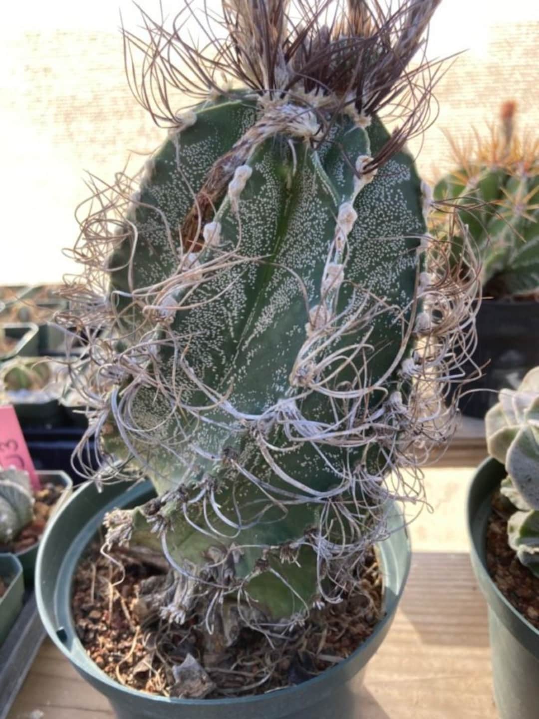 Astrophytum Capricorne Senilis Cactus Seeds - Etsy