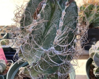 Astrophytum capricorne senilis Cactus Seeds