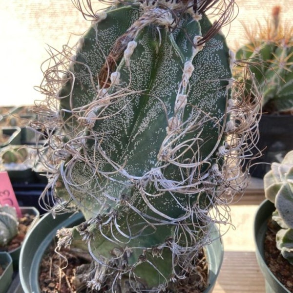 Astrophytum capricorne senilis Cactus Seeds