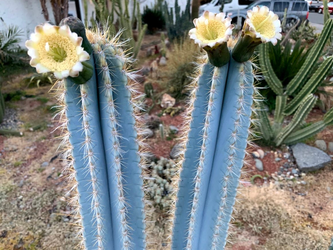 Cactus Azul Pilosocereus Azureus Cactus Seeds - Etsy