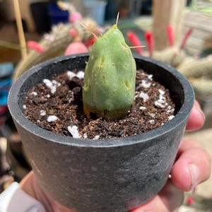 Opuntia maihueniopsis boliviana