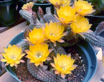 Chamaelobivia 'Yellow Bird' (Peanut Cactus) Seeds