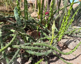 Harrisia martinii — Moonlight Cactus — Mature Cuttings, Bloom-Ready